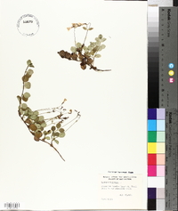 Linnaea borealis image