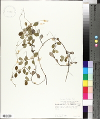 Linnaea borealis subsp. longiflora image