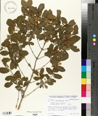 Lonicera × xylosteoides image