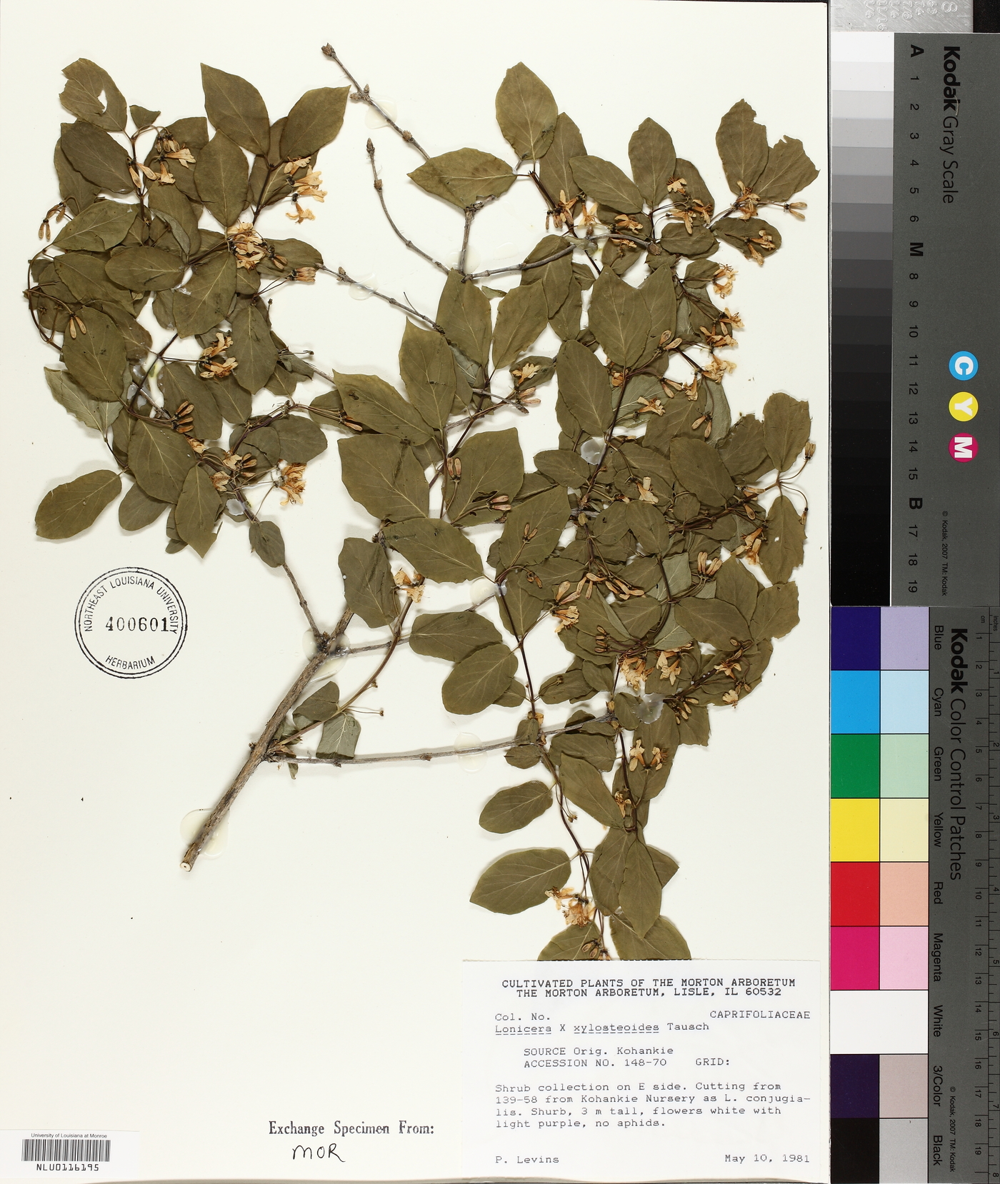 Lonicera xylosteoides image