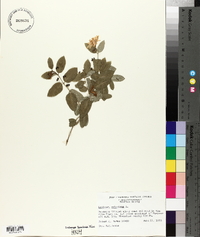 Lonicera xylosteum image