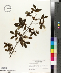 Lonicera xylosteum image