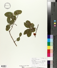 Lonicera utahensis image