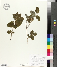 Lonicera utahensis image