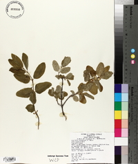 Lonicera utahensis image