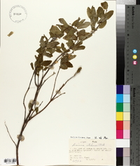 Lonicera utahensis image