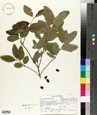 Lonicera utahensis image