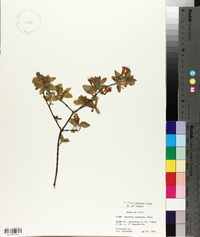 Lonicera utahensis image