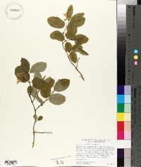 Lonicera utahensis image