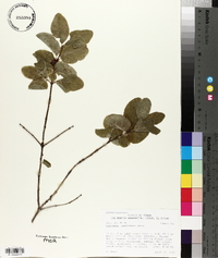 Lonicera utahensis image