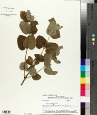 Lonicera utahensis image