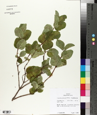 Lonicera utahensis image