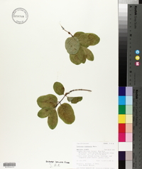 Lonicera utahensis image