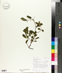 Lonicera utahensis image