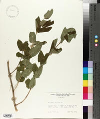 Lonicera tatarica image