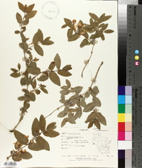 Lonicera tatarica image