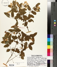 Lonicera tatarica image