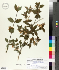 Lonicera tatarica image