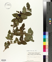 Lonicera tatarica image