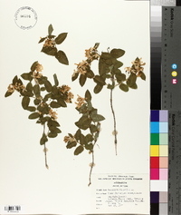 Lonicera tatarica image