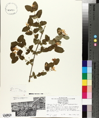 Lonicera tatarica image