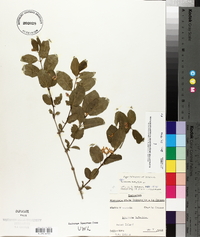 Lonicera tatarica image