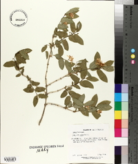 Lonicera tatarica image