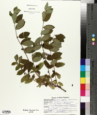 Lonicera tatarica image