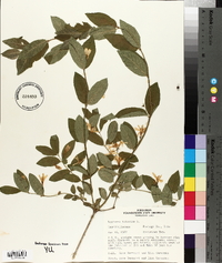 Lonicera tatarica image