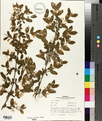 Lonicera tatarica image