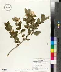 Lonicera tatarica image