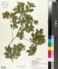 Lonicera tatarica image