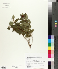 Lonicera tatarica image