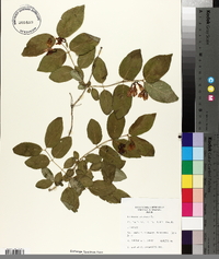 Lonicera tatarica image