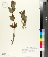 Lonicera tatarica image