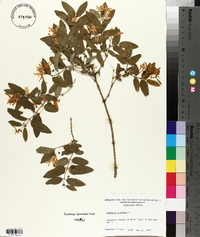 Lonicera tatarica image