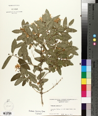 Lonicera tatarica image