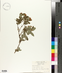 Lonicera tatarica image