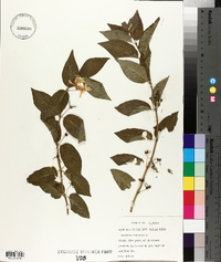 Lonicera tatarica image