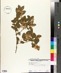 Lonicera tatarica image