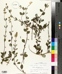 Lonicera subspicata image