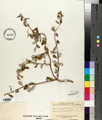 Lonicera subspicata image