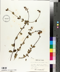 Lonicera subspicata image