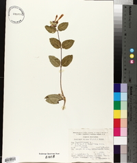 Lonicera pilosa image