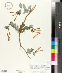 Lonicera pilosa image