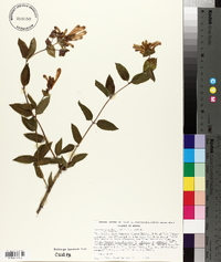 Lonicera pilosa image