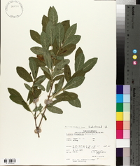 Lonicera oblongifolia image