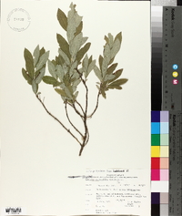 Lonicera oblongifolia image