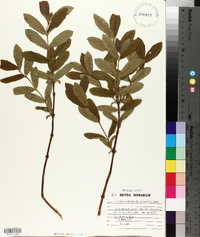 Lonicera oblongifolia image