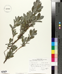 Lonicera oblongifolia image